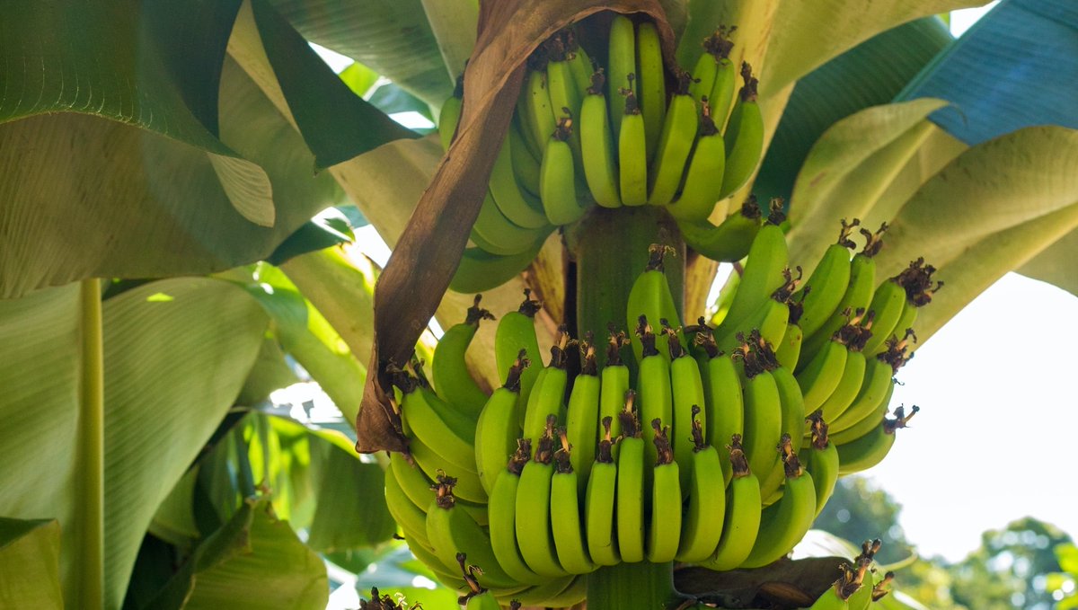 Honduras was the original banana republic – the American writer O Henry coined the phrase in the 1890s to describe the influence American banana companies wielded over the Honduran government. 🍌