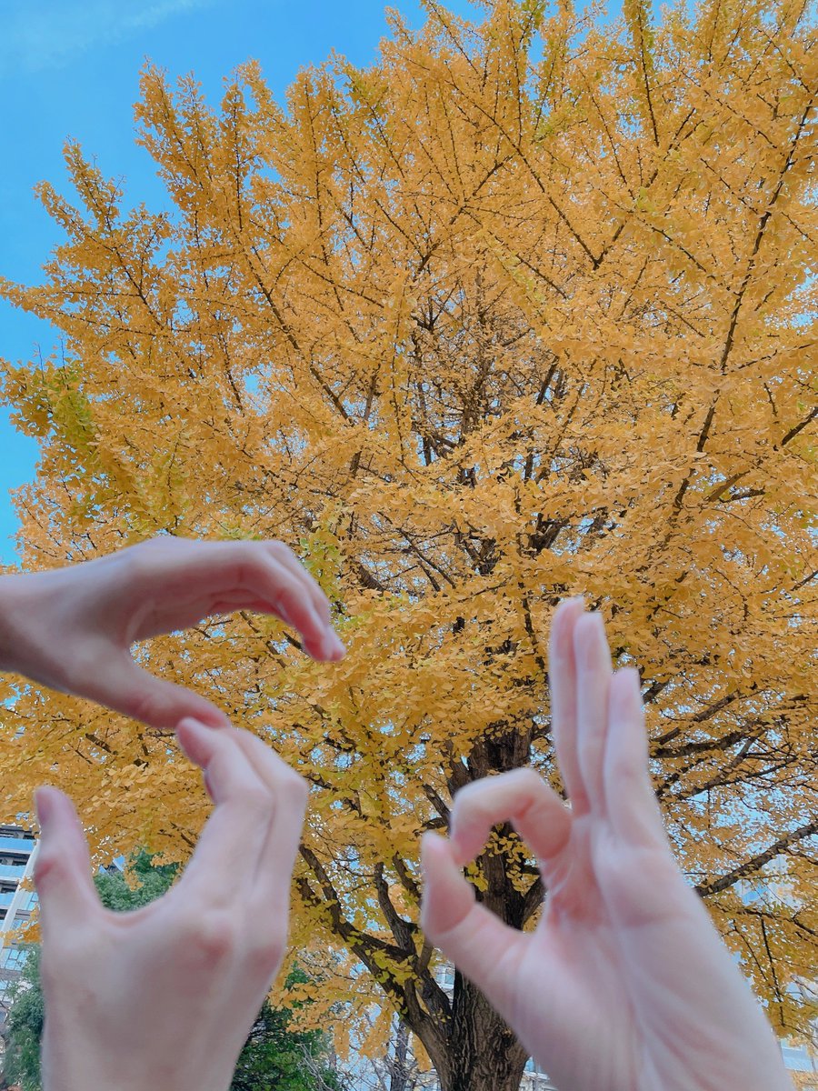 s_akane_ta's tweet photo. 前日リハーサルin仙台🧡
見てくださった方、来てくれた子たちもありがとうございましたー！！
しっかりした子が多い仙台😊💕
明日の収録も頑張ろうね✨✨

3枚目はイチョウが綺麗だったから
一緒に歩いてたゆきこちゃんと
【S】en【d】aiポーズした写真😆🍁 https://t.co/JGYmRk7nr6