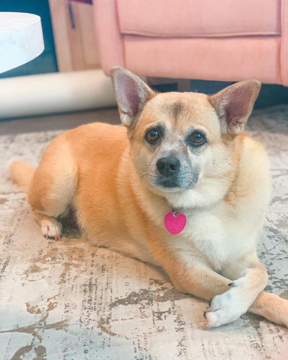 Gratitude Challenge Day 22: Something beautiful in your life. My beauty Rue. I always say it looks like she has eye makeup on. Love her snuggles and crazy personality 💕 #BroncosIgnite