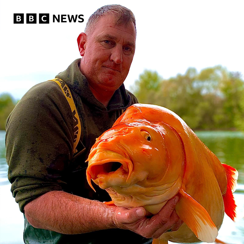 BBCWorld's tweet photo. "You're gonna need a bigger bowl"

Angler catches giant goldfish known as 'The Carrot'