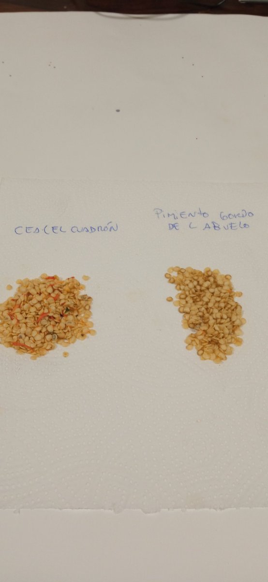 Hoy recolectamos  los pimientos <a href="/EACSierraNorte/">CEA Valle del Lozoya (El Cuadrón)</a> y pimientos gordos del abuelo #semillas #viejas  del <a href="/CPBSANTAANA/">Colegio Santa Ana</a> las guardaremos para luego  hacer semillero primavera <a href="/flaco_lagarto4/">Huerto Dos Estación</a> .#huertosregenerativos #huertosescolares #huertoseducativos