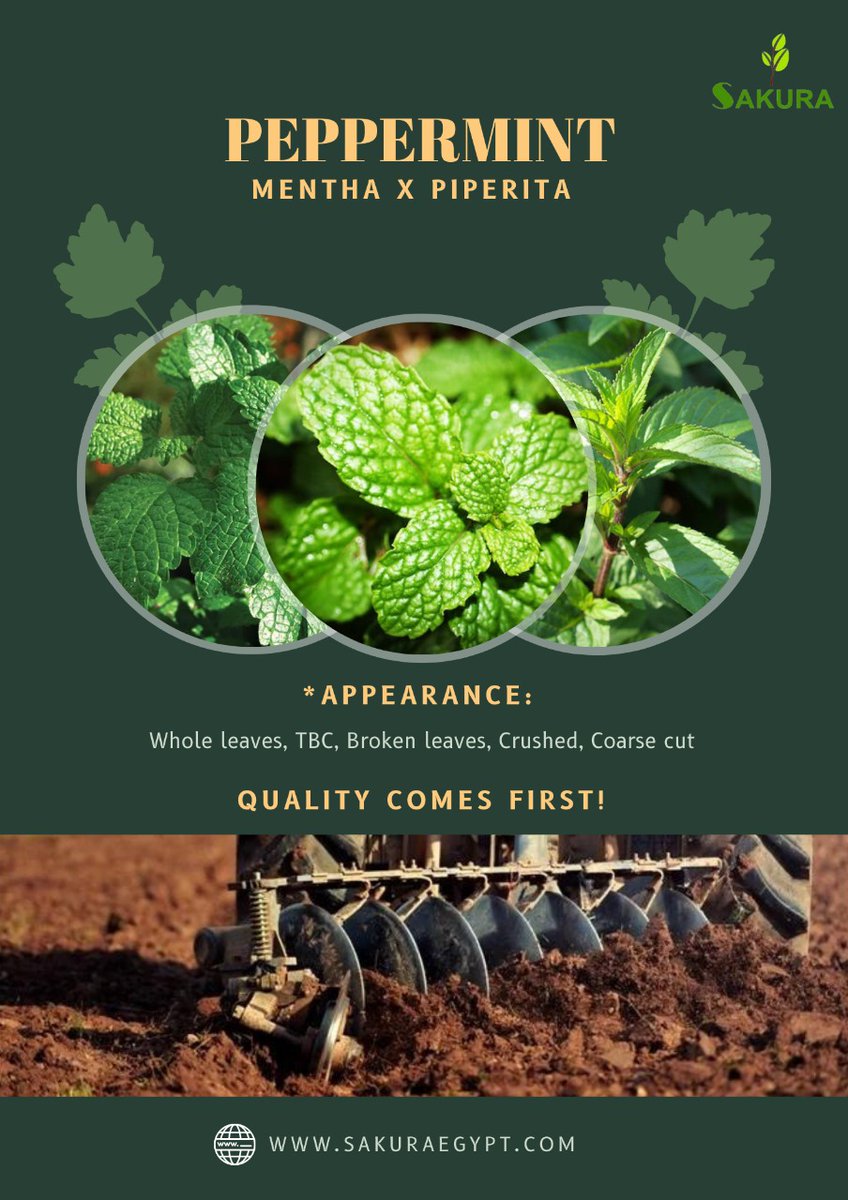 SakuraEgypt's tweet photo. #Peppermint #sakura_egypt
For more information please contact us: sales@sakuraegypt.com
#sakura_egypt
#organic_farming
#sustainability
#sustainable_business
#healthy_life_style https://t.co/wzbsrWeLGh