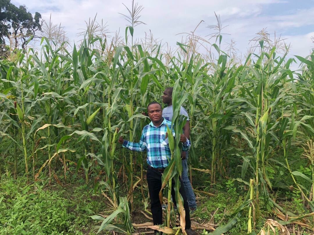 TropenbosGhana's tweet photo. 1/2
The Donkorkrom #ReDIAL multi-stakeholder platform visited the Department of Agriculture demonstration farm at Amankwa Tornu to witness how cow dung has been used as manure to cultivate maize. https://t.co/NUlGwYC7W7
