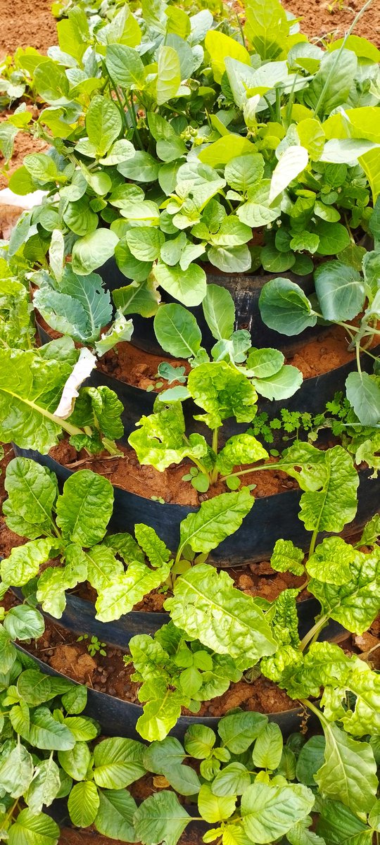 paultmv's tweet photo. Amazing right!!? And no, this is not Kiambu county... Esther Tinina a beneficiary of the @RuralYoungWomen inspecting her kitchen garden. Equipping the pastoral woman to not only rely on livestock as the only source of income &amp; nutrition. @FarmKenya254 https://t.co/WviIEuCJba