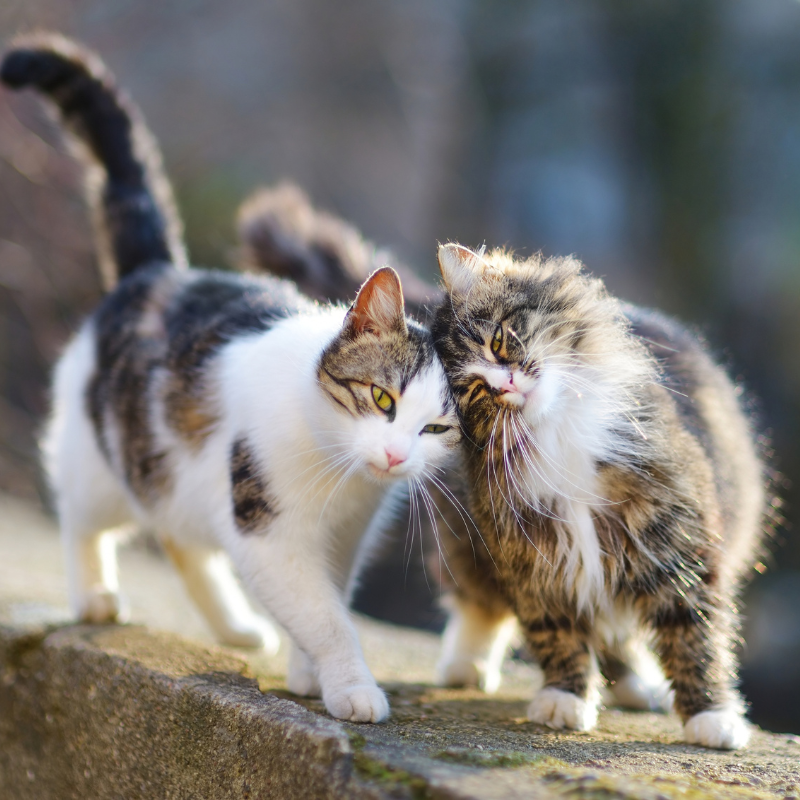 petmeetly's tweet photo. Find a #lover for your pet 😍 https://t.co/fCsby6Z1l0
