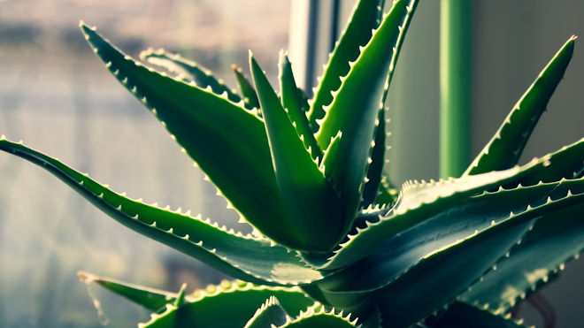 Bestlifetip's tweet photo. Aloe Vera Benefits for Face and Skin!
https://t.co/bVPGXpKe5J benefits of drinking aloe vera juice for body skin and hair.html https://t.co/cYDRy79mUl