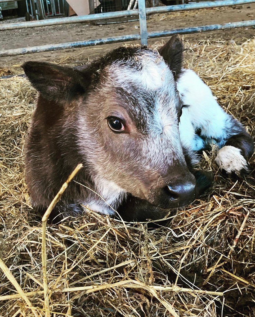 VSSufficiency's tweet photo. New arrival. Looking forward to being able to get the cow milking again.
Roll on home made butter, cheese, yogurt, ice cream….
#newbeginnings #selfsufficiency #selfsufficient #selfsustainable #selfsufficientliving #homesteading #homemade #homedairy #housecow #housecows https://t.co/4LAbHfBLsh