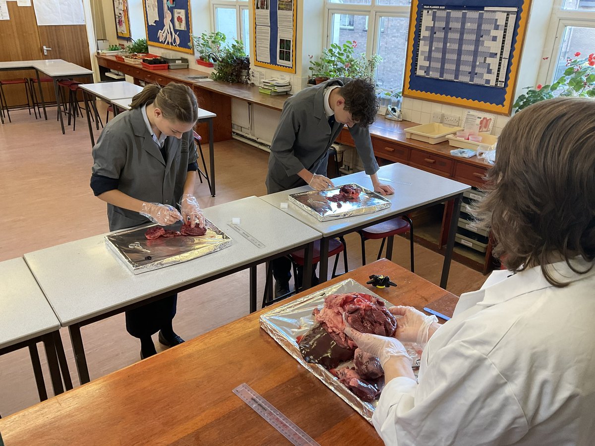 SECSciences's tweet photo. Lower Sixth A Level Biologists are practising their dissection skills and learning about the internal and external structure of the heart and lungs @StEdwardsChelt #SECSixthform #Biology #practicalskills https://t.co/GQWQgbcqRu