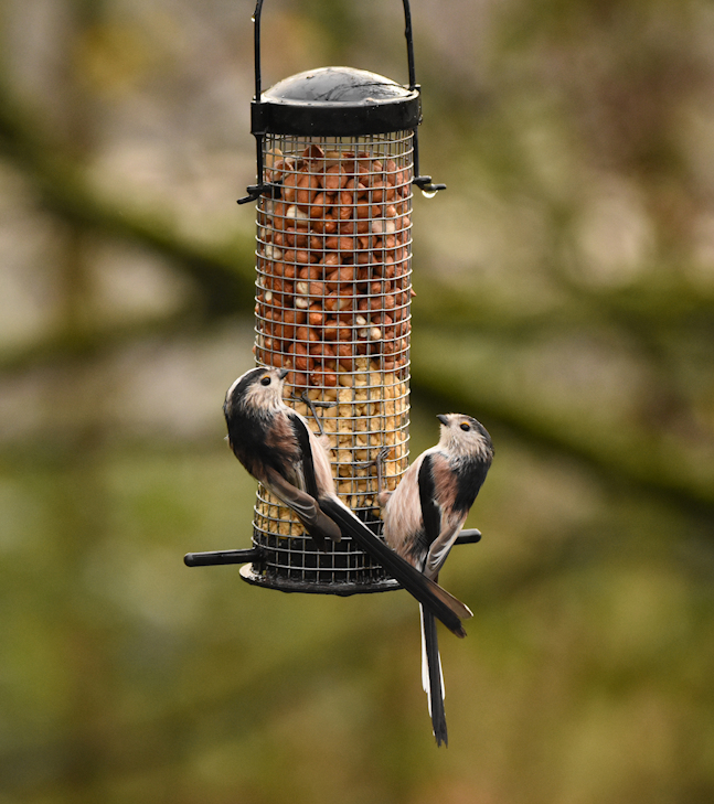 DBraidenPhoto's tweet photo. Peanuts or suet ?
#longtailedtits #TwitterNatureCommunity #birds #nature https://t.co/CIauyK0H0S
