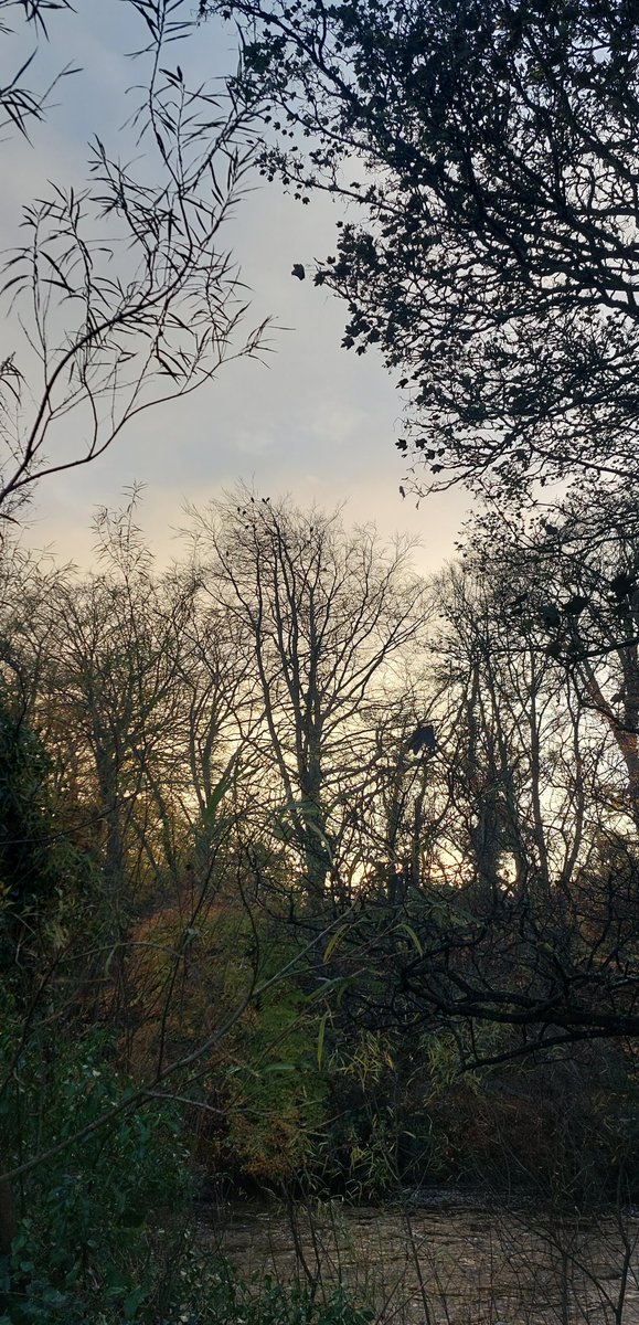 Sunrise and silhouettes 🤩 #treestreestrees #softlight #birds #palmerstown