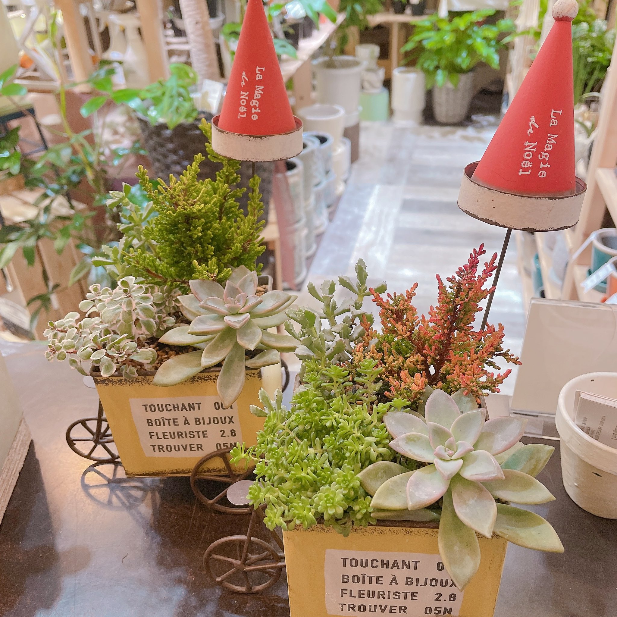 Gardenえんofficial 観葉植物と多肉植物のお店 明日11 23 水祝 10 30 18 30 営業しております Gardenえん 観葉植物 多肉植物 大阪園芸店 いつもありがとうございます T Co F715wcxj3p Twitter