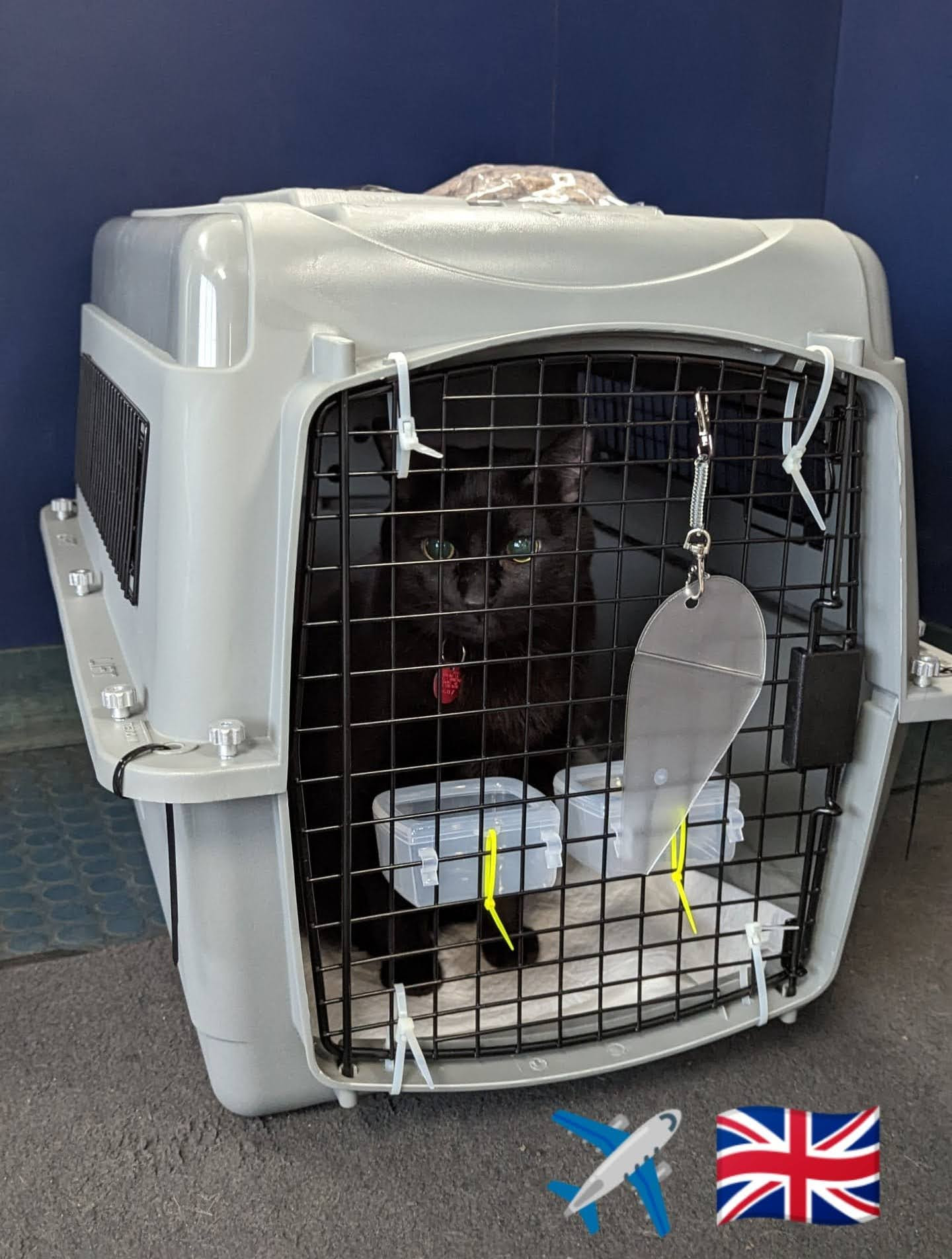 Ravenna Tran On Twitter Mowgli Is Currently On A Flight From Seattle 