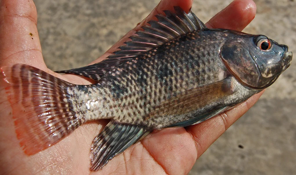 The tilapia is a hardy and an adaptable fish. The impacts of climate change, primarily rising temperatures, will only enable non-natives to thrive and spread, say scientists. Photo by W.A. Djatmiko/Wikimedia Commons.