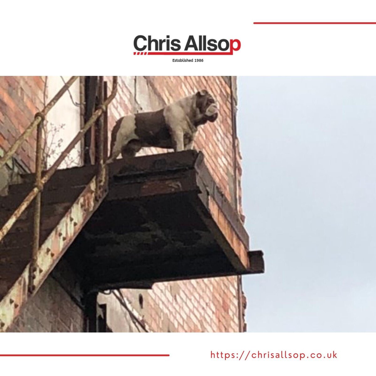 Looking down on everyone that does not want to play fetch with him 😂🙌🏼🐶

#chrisallsop #englishbulldog #tank #plasticrecycling #recycling #ecofriendly #recycle #bulldog #king #lionking #funnydogs #doglovers #industrialservices #nottingham