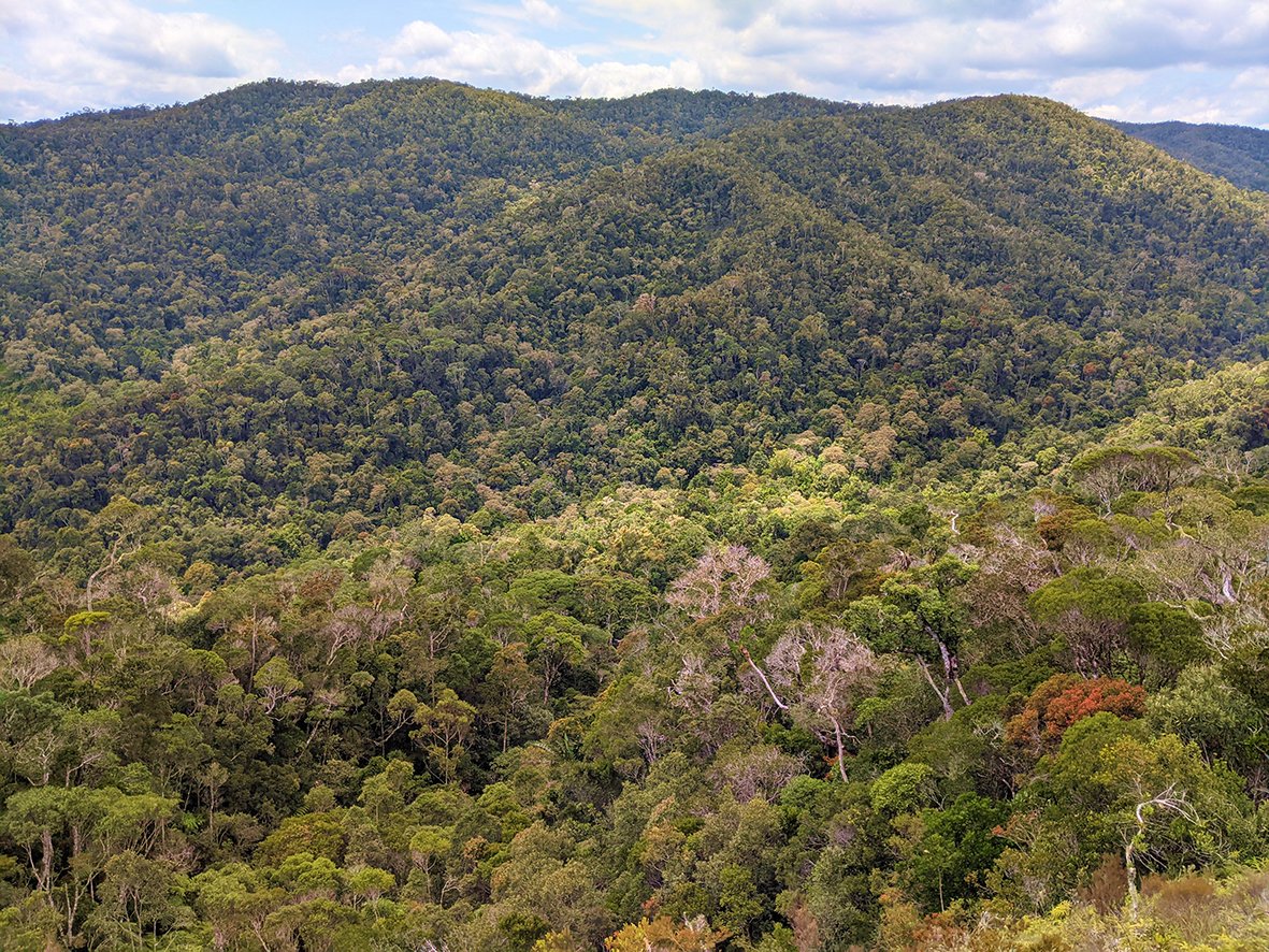 silvatropica's tweet photo. Madagascar’s rainforests are incessantly targeted by predatory illegal logging circles for endemic #rosewood and ebony. 
Indri (@IUCNRedList Critically Endangered) is wholly dependent upon the protection of its #Madagascar rainforest home.
@CITESCoP19 
https://t.co/BL4EZtaWXX https://t.co/B2UE20iM2r