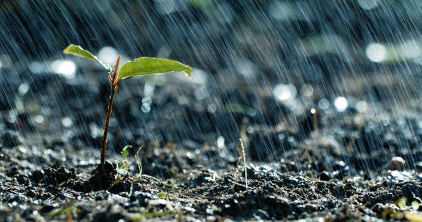 _futurefarm's tweet photo. The planting season is here and farmers have several field areas to plant. Irregular distribution of rainfall is one of the factors that can contribute to crop failure. Are you waiting for the onset of the rains or are you practising dry soil planting?

#fftuesdaytips #farming https://t.co/VyjzFFAgz5