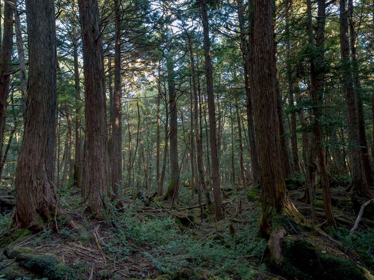grapejapan's tweet image. Mountaineer shocked by foul smell in Japan’s “haunted forest”

grapee.jp/en/214644

#hauntedforest #Jukai #Aokigahara #smell