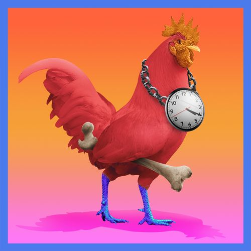 Alright you guys asked for it.. 

Here it is.. a NICE roostr. 
get this beautiful blueleg by following the rules below. 

<a href="/chikn_nft/">Chikn 🔺</a> #roostr

48 hrs

Like &amp; rt
Comment: Your favorite Chikn NFT trait
Follow: <a href="/tdotdoublevdot/">tdot</a> &amp; @theegoverse