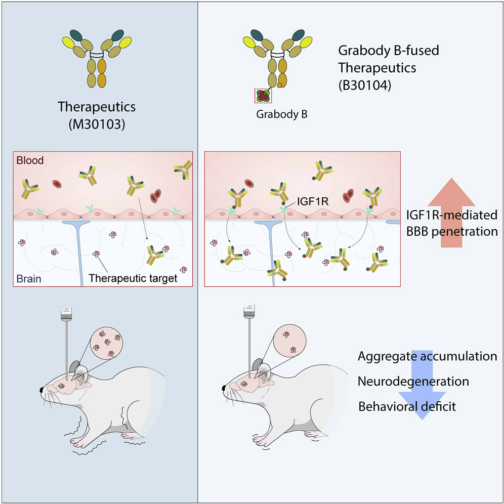 ScienceofParkinsons on Twitter "The bloodbrainbarrier is really no