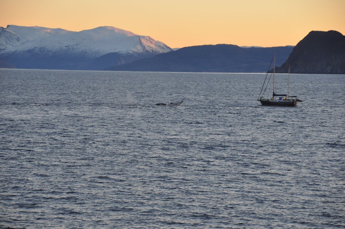 ORCA_web's tweet photo. Working on @HurtigrutenEXP #MSOttoSverdrup in the Arctic circle during winter months rewards you with some amazing encounters. Pods of orcas, humpback & fin whales come to Skjervøy to feed on herring. Remember when whale watching, keep your distance of >100 m to the animals! https://t.co/zp8phNDQE5