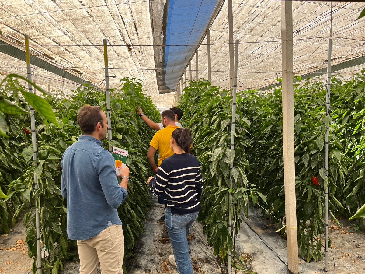 Poli_ElEjido's tweet photo. Patrocinador Oficial del Pvo El Ejido @TopseedsES🔝🌱
💙TOP SEEDS IBÉRICA💙
Imágenes de las visitas a las variedades de pimiento de Semillas Topseeds durante las VII Jornadas de Pimiento Temprano de Dalías-Berja.
#TopSeeds #Pimiento #Pepper #Berja #varane #arkane74 https://t.co/NBqmMJAmCl