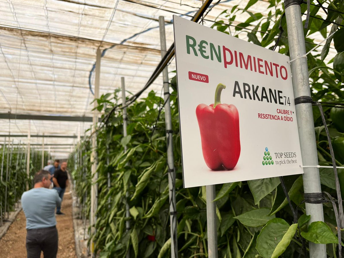 Poli_ElEjido's tweet photo. Patrocinador Oficial del Pvo El Ejido @TopseedsES🔝🌱
💙TOP SEEDS IBÉRICA💙
Imágenes de las visitas a las variedades de pimiento de Semillas Topseeds durante las VII Jornadas de Pimiento Temprano de Dalías-Berja.
#TopSeeds #Pimiento #Pepper #Berja #varane #arkane74 https://t.co/NBqmMJAmCl