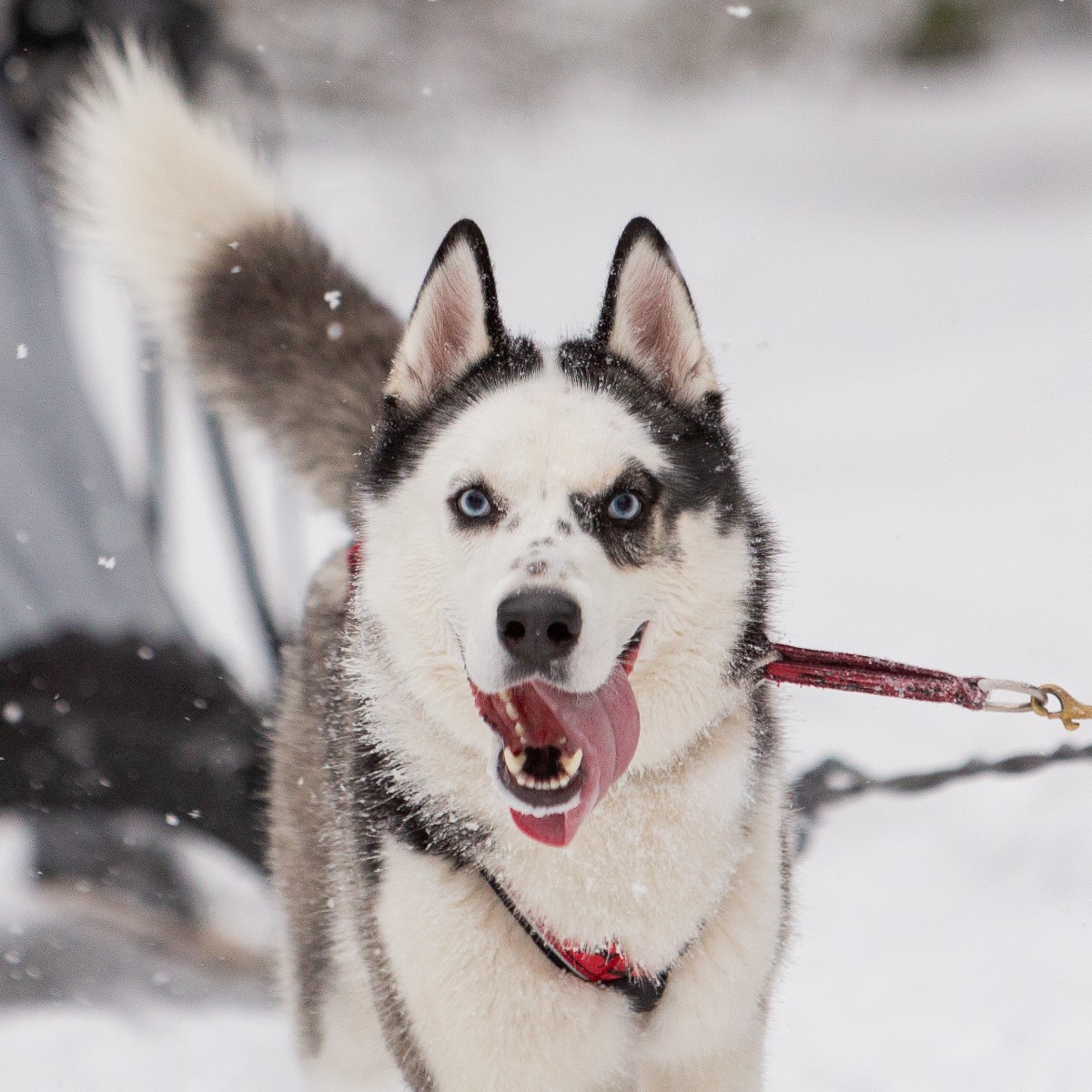 Swooshing through the magical landscape, pulled by...dogs! Woof! What a magical experience! Sit back, hold tight and let these furry experts lead the way! 🐕