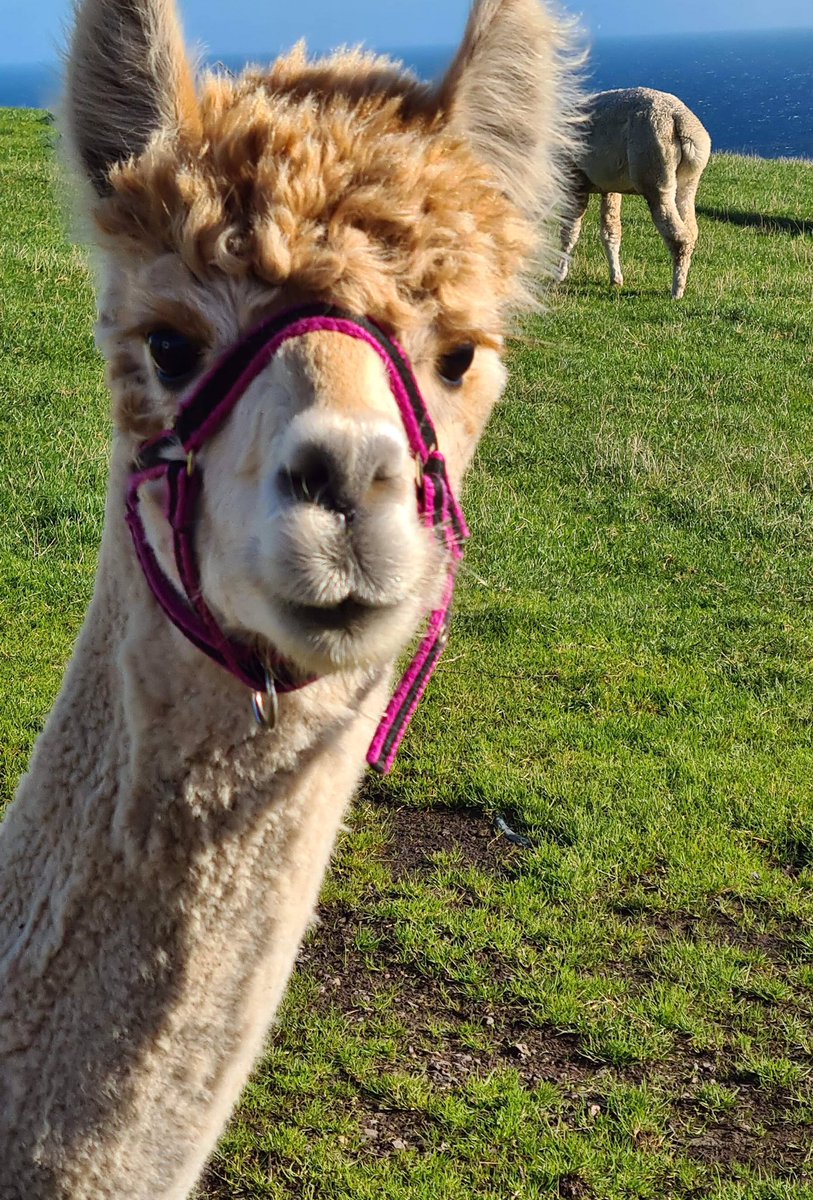 Some de-stressing with these girls yesterday! Checking they are all good, growing babies in the Scottish Borders winter sun … #AlpacaMidwife #CantWaitForCria #MentalHealthMatters