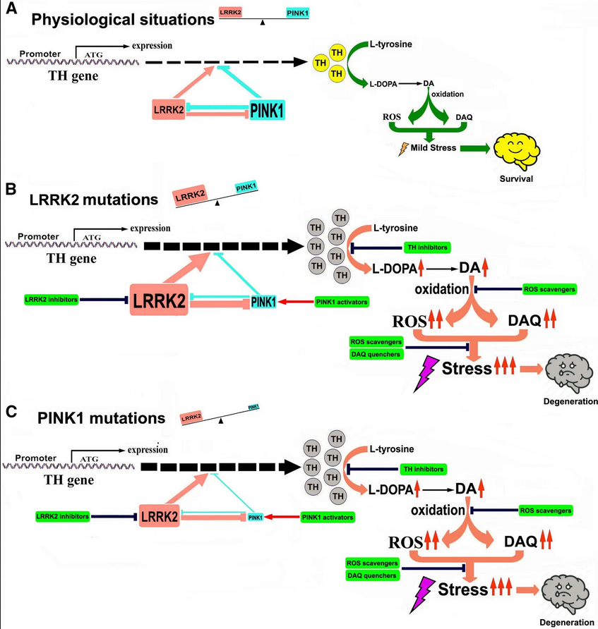 ScienceofPD's tweet photo. This idea is getting more interesting:

New data finds #Parkinsons-associated LRRK2 &amp; PINK1 have opposing effects on the tyrosine hydroxylase–dopamine pathway, &amp; their balance affects dopamine neuron survival; Metirosine corrects G2019S-LRRK2 neurodeg.
https://t.co/oV5D7CU2mN https://t.co/efA6CyT2Xu