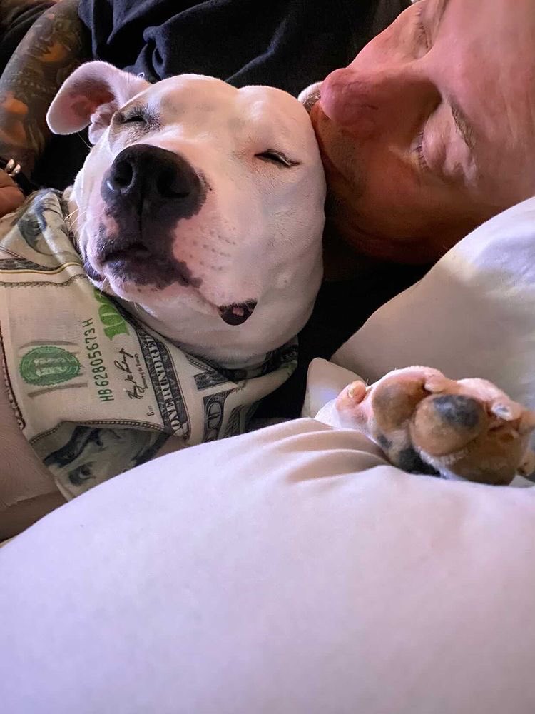 AtlPitRescue's tweet photo. After 4 months of being spoiled like crazy “Annie Bond” has made herself right at home w BossMan @BrandonBond and @brynn_bond of @AONTATTOO and recently attended their wedding in FL! 

More pics at https://t.co/UFjYnxCg2p Bond. https://t.co/FDfUi2bmSJ
