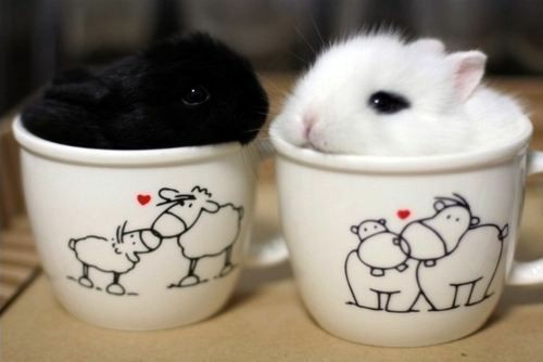 Bunnies (@rabbiteveryhour) on Twitter photo 