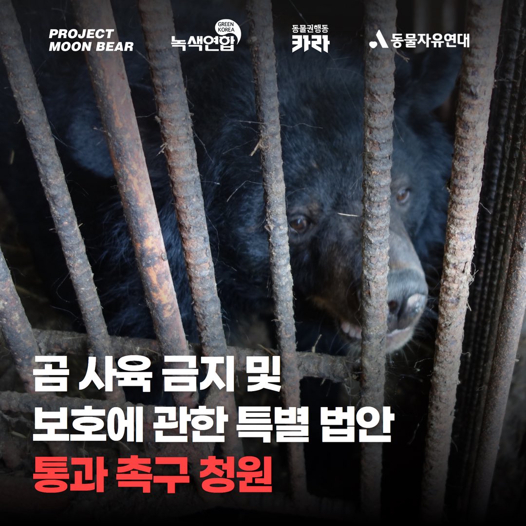 ProjectMoonBear's tweet photo. 🔥‘곰 사육 금지 및 보호에 관한 특별법안’ 통과 촉구 청원

웅담채취용 사육곰 산업을 종식하는 국민동의청원에 함께해주세요!
https://t.co/5pU2gZA52K https://t.co/OWPnlCRA6B