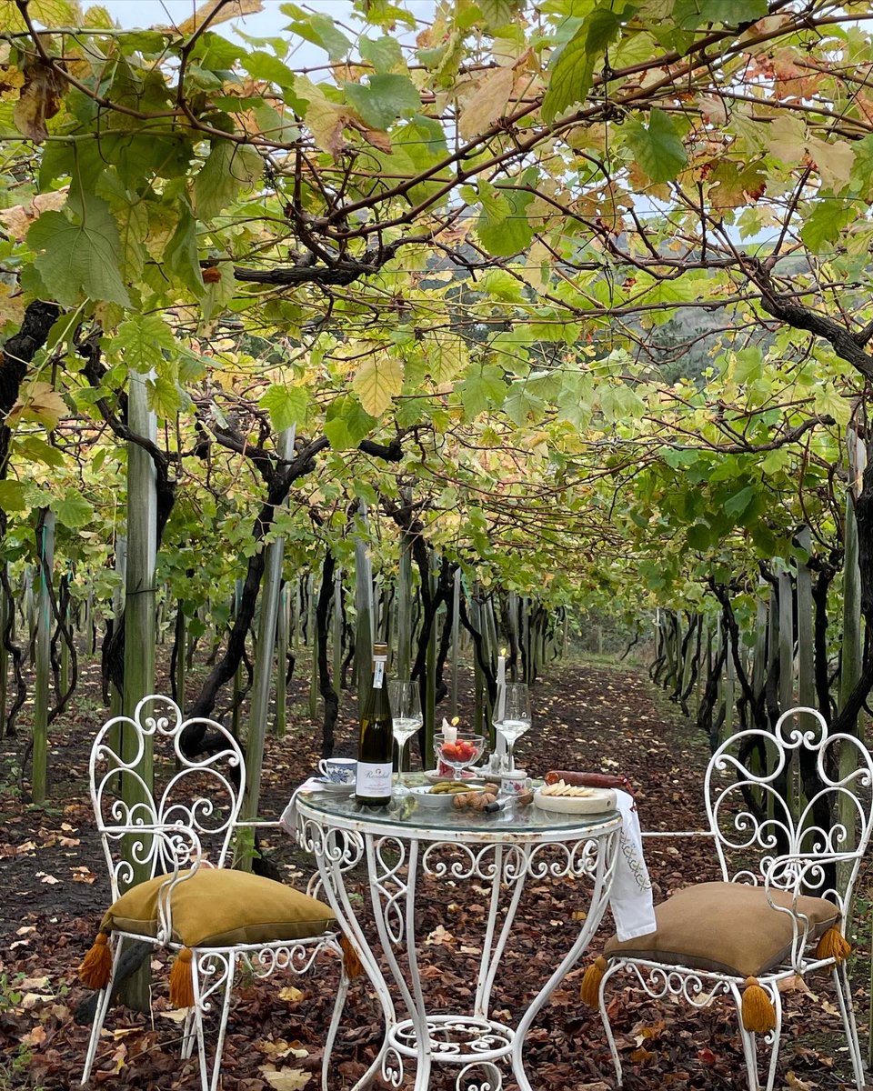 Almuerzo ente viñas 🍂@rezabaltxakoli 

#txakolirezabal #rezabal #txakolina #mahastia #viñedo #vineyard #nature