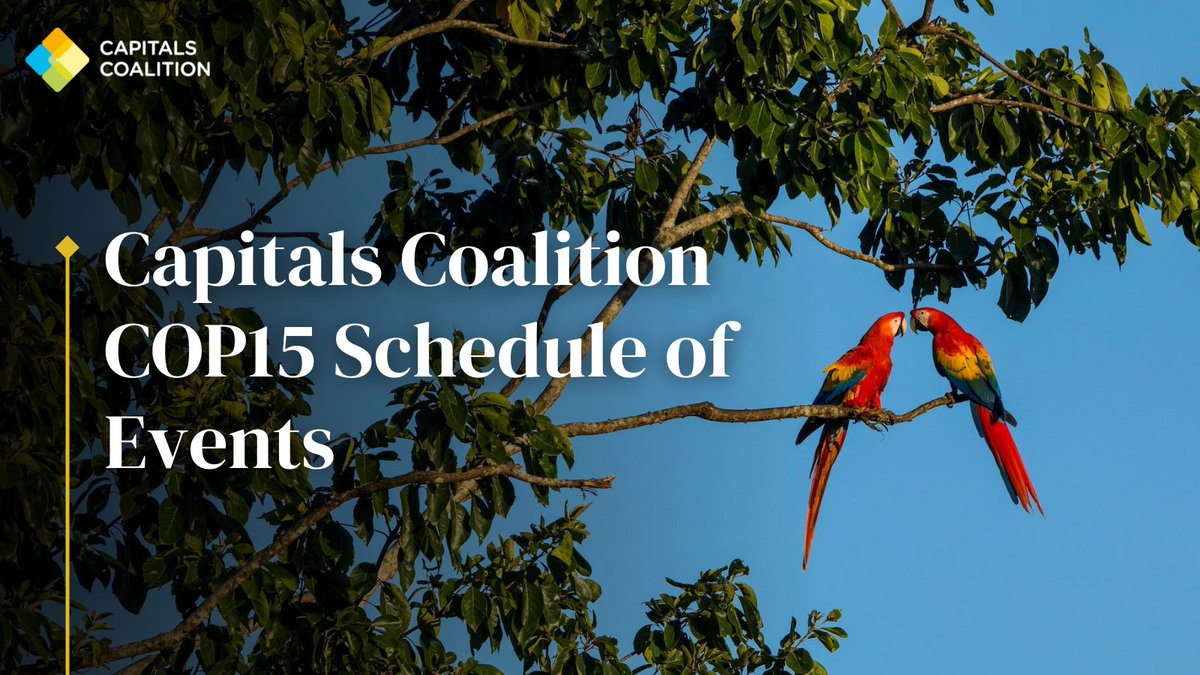 📢 Live now: Capitals Coalition programme of events at #COP15 We have a full programme of events across several venues in Montreal this December, engaging with business, finance, gov't, civil society & more! 👉 For all the details: bit.ly/3Oqnufq