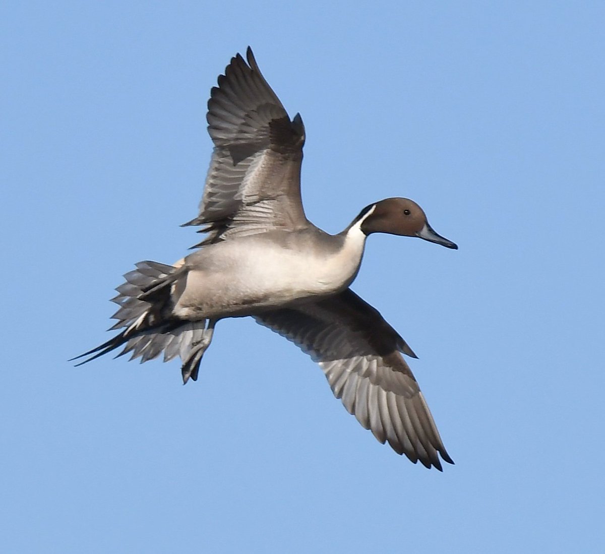 Carl Bovis tweet media