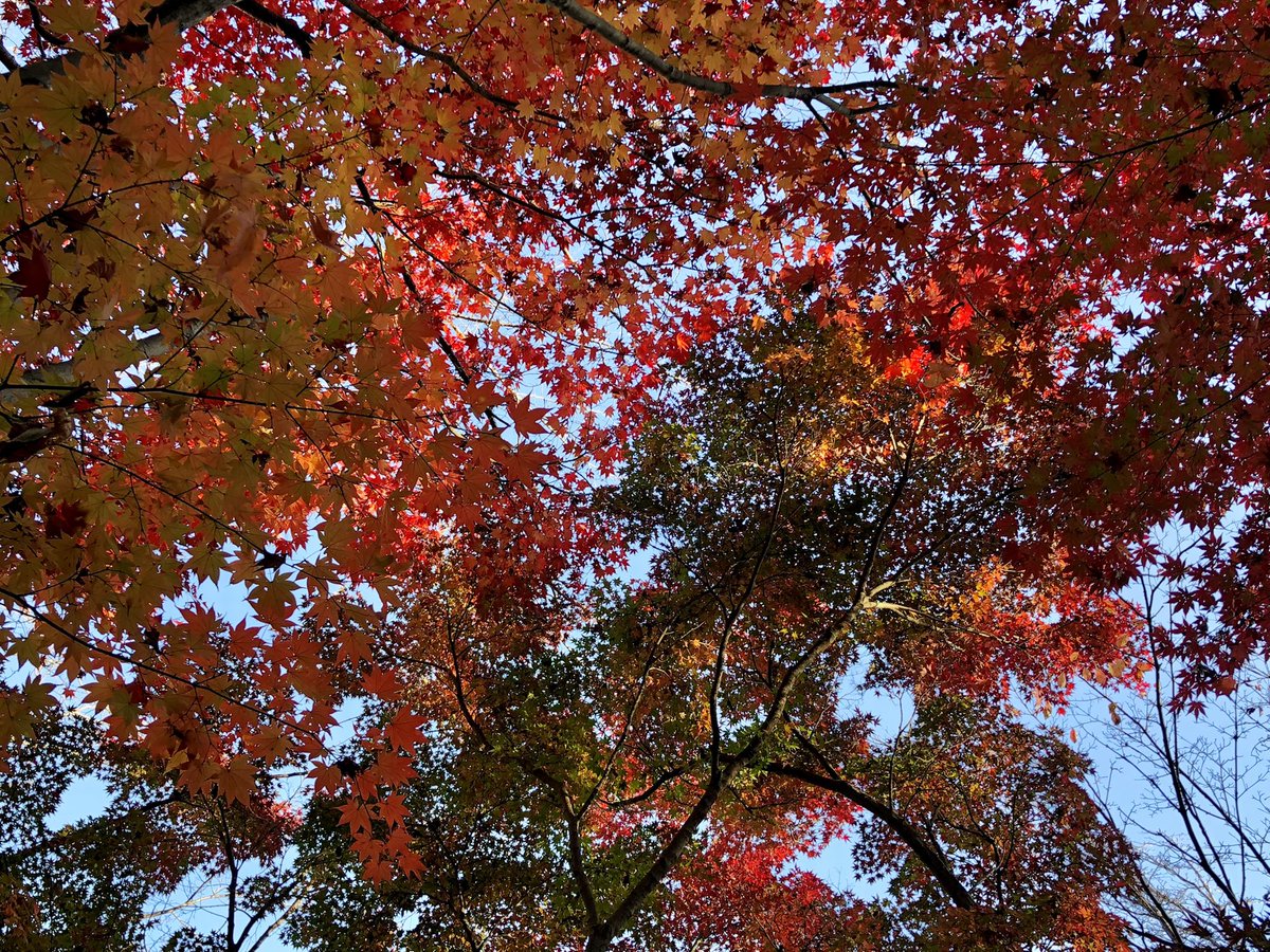 栃木県栃木市
昨日のみかも山公園の様子です😊
こちらも紅葉していました🍁✨