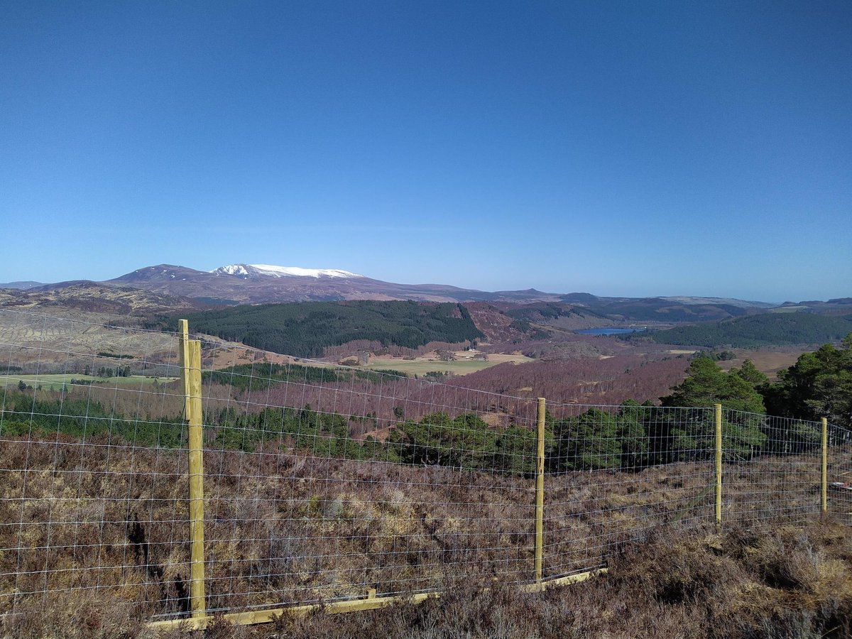 scotwoodlands's tweet photo. The sun is shining here in #Scotland and we've got this gorgeous picture of Ben Wyvis taken by our #Dingwall based #ForestManager colleague, Lorna Stewart, back in February 2021. New fence enclosing the area to allow natural regeneration. https://t.co/oq8pyMePsk