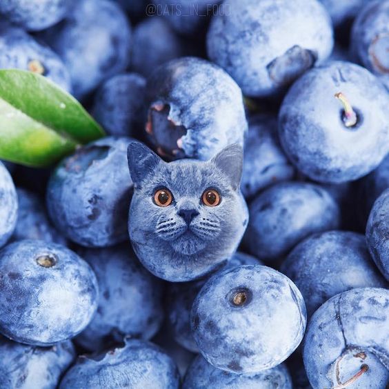ruben_corella's tweet photo. #cat #cats #caturday #catface #catfaces #grosellas #blackberries #grosella #CatsofTwittter #TikTok #viral #viralcats #fruta #fruits #frutosdelbosque #foto #arte #art https://t.co/jb09RWuHRl