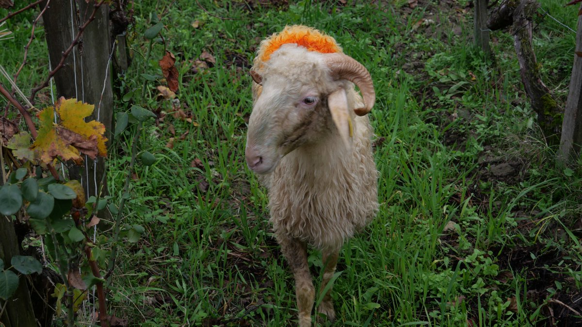 ChâteauDeLaDauphine (@chdeladauphine) on Twitter photo #Transhumance 2022-2023 🐑
🌿400 #brebis venues de la #ValléedAspe, #Ossau, #Barétous sont accueillies dans le #Fronsadais pour quelques mois par plusieurs châteaux du fronsadais !
<a href="/VinsdeBordeaux/">Les Vins de Bordeaux 🍇</a>
#vinsdefronsac
#sheep #vineyard #organic #vignoble #fronsacgrandeurnature #Transhumance 2022-2023 🐑
🌿400 #brebis venues de la #ValléedAspe, #Ossau, #Barétous sont accueillies dans le #Fronsadais pour quelques mois par plusieurs châteaux du fronsadais !
<a href="/VinsdeBordeaux/">Les Vins de Bordeaux 🍇</a>
#vinsdefronsac
#sheep #vineyard #organic #vignoble #fronsacgrandeurnature