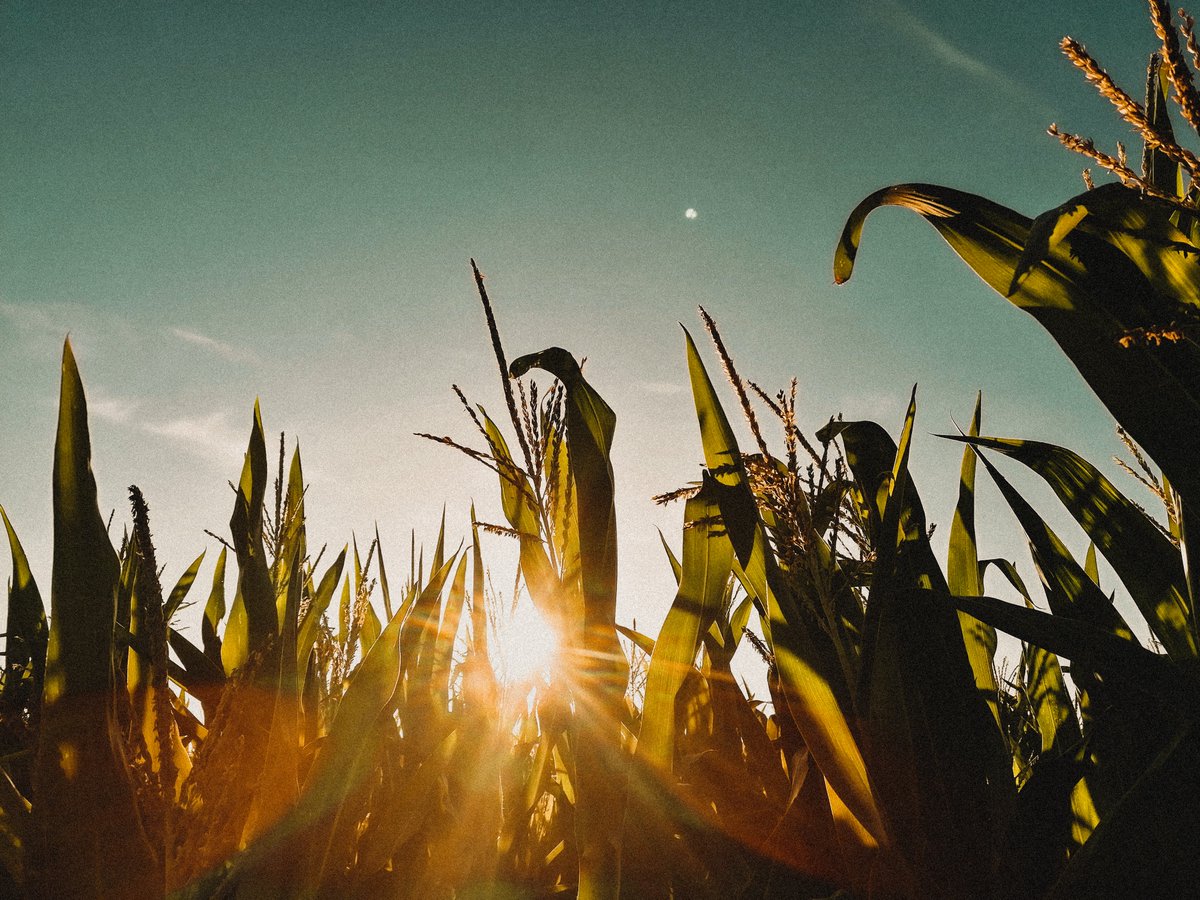 🤟 Boosting #drone-based services in #agriculture 🌱🧑‍💻

Next OPSDrone WORKSHOP:  Data acquisition 
👉Operational drone services for #agrofood:   technical aspects &amp; (tender) procedures
📅 28/11
⏰ 10:00 - 15:00
📍 @FlandersMake, Leuven

Register now!
➡️remotesensing.vito.be/opsdrone-proje…
