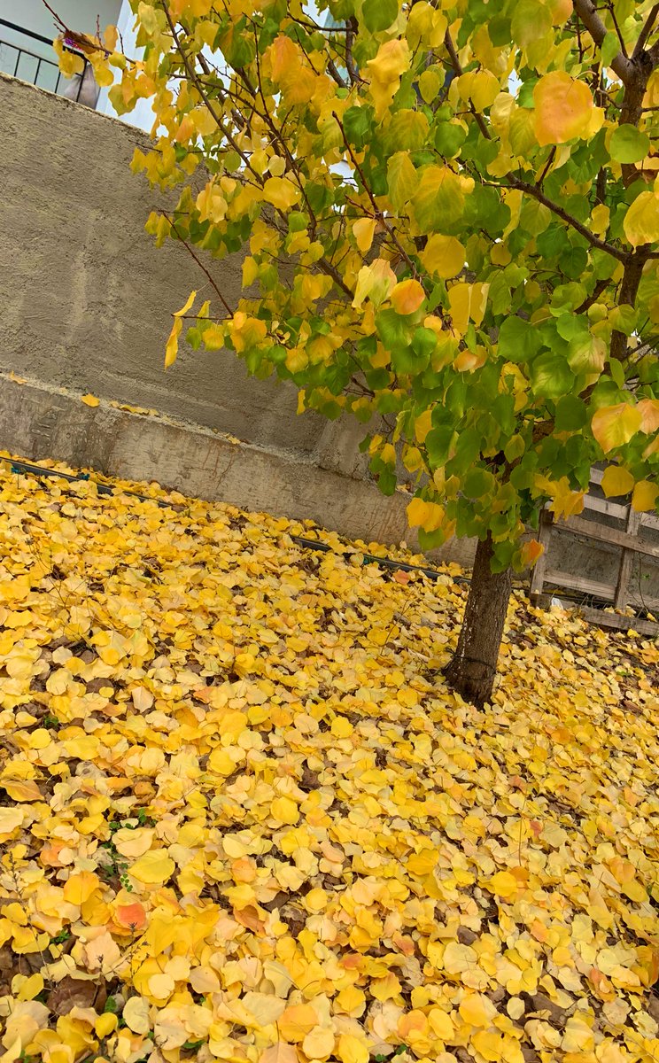 🍂🍁