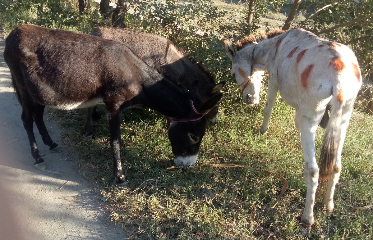 saadulh7's tweet photo. Recruiting working donkeys 🥰 for data collection in Pakistan. Thanks to the animal owners, very helpful and cooperative☺️.
@BeckyParkes5
@AMCELL @sais_dr @HKVetSchool
#donkeywelfare #workingequids https://t.co/laGE9Afhp7