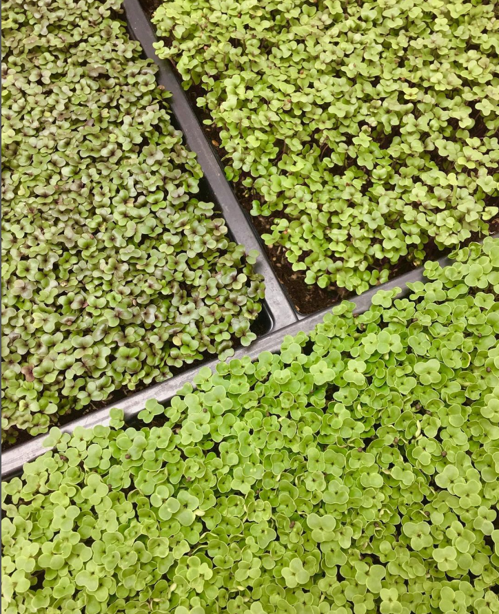 In our latest article, we follow how Lusso Leaf’s journey combined a career in IT and a passion for gardening to create a thriving business that, with the help of Kroptek, tackled some of the biggest challenges of setting up an indoor farm...

kroptek.com/blog/homegrown…