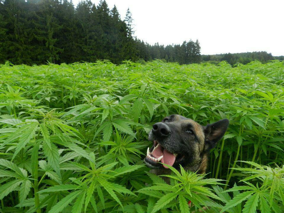 ruben_corella's tweet photo. #dog #doglover #dogfan #dogsoftwitter #countrylife #pet #pets #cutedog #cutepets #perro #perra #AdoptaNoCompres #boss #NoAlMaltratoAnimal #greenmood https://t.co/e8WEnFYuNb