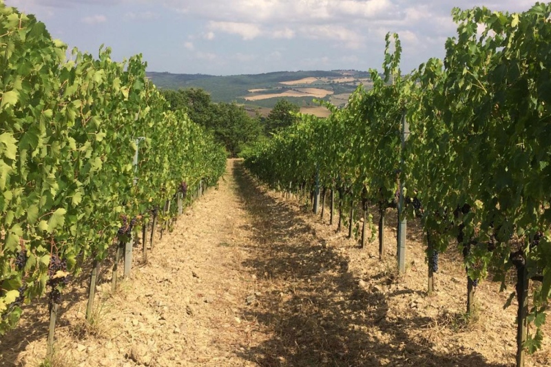 Owner of cult Montalcino estate Cerbaiona, Matthew Fioretti, has released his first 100% Colorino. A rare Tuscan variety that sits somewhere between Pinot Noir and Sangiovese. We love the elegance and uniqueness of this wine – and its exceptional value. 

frw.co.uk/wine/casaglia-…