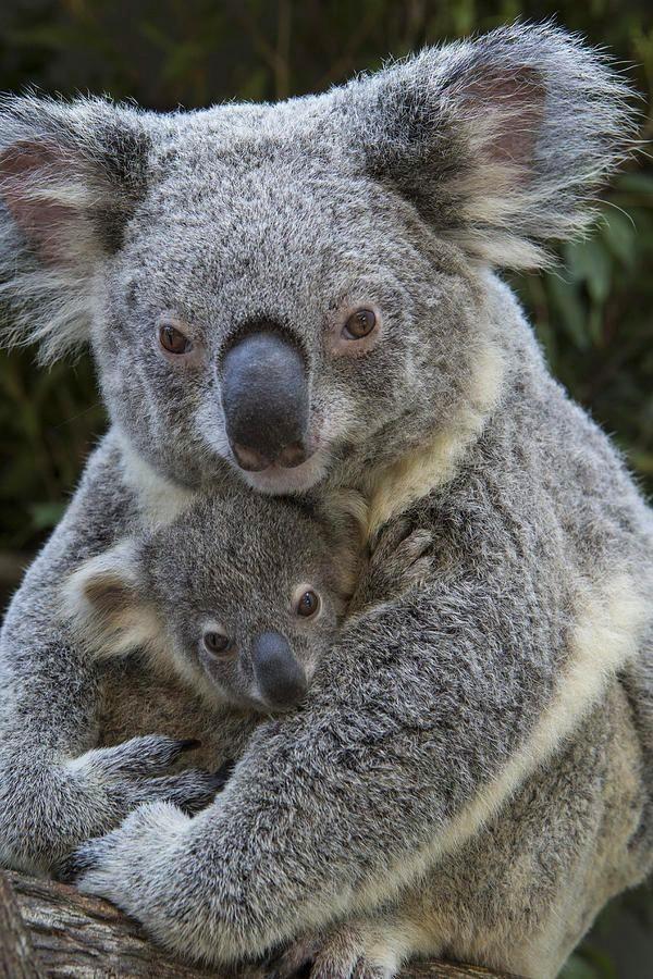 Your Daily Dose Of Cuteness (@dailycutepic) on Twitter photo 