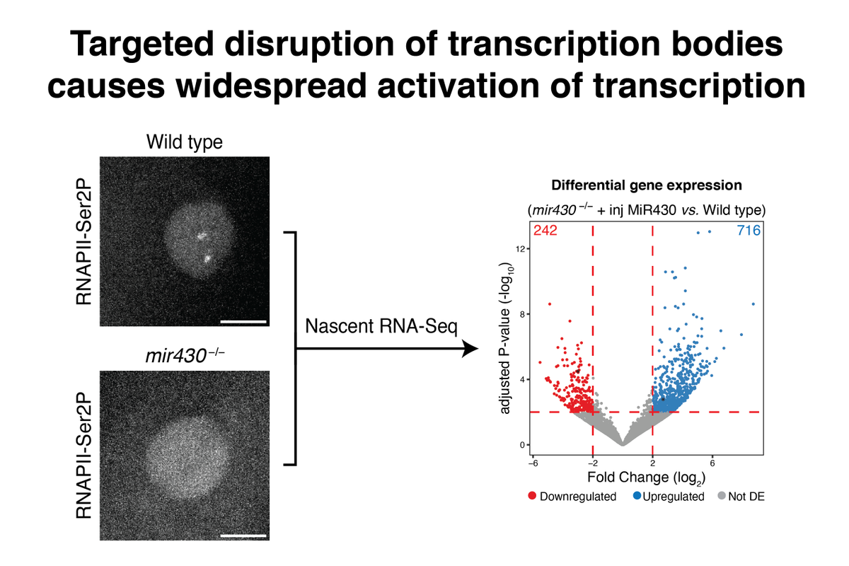 We are excited to share our latest work with you biorxiv.org/content/10.110…. Here, @martinougolini disrupted the formation of two prominent transcription bodies and found that they impact transcription genome wide. A short thread.