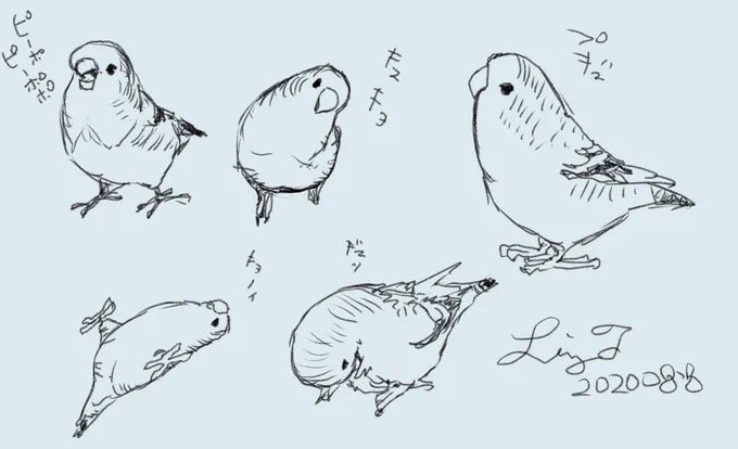 わたしは、わたしの手が描くもの達で、ちびすけを育てながら生き抜いていきたい
たくさんの鳥好きさんの輪に助けられながら、恩返しして行きたい

たくさんたくさん鳥を描きたい

気持ちを新たに気持ちを強く 