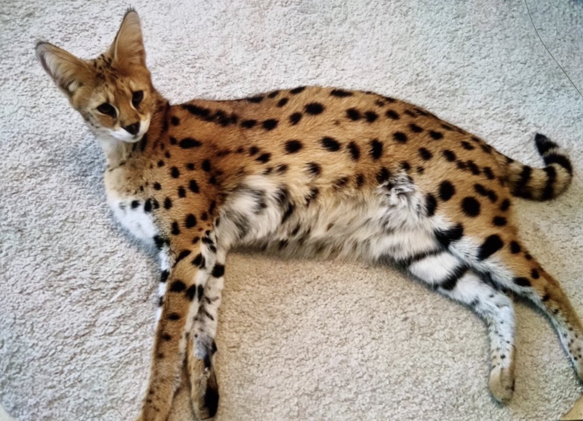 POL_Amsterdam's tweet photo. Waar is de Serval (roofdier)
Sinds vanmorgen is een tweejarige Serval ontsnapt uit een woning in de omgeving van de IJburglaan. De grote kat werd als huisdier gehouden maar kan wel agressief reageren. Het dier is wel bang voor mensen en harde geluiden. Bel 112 bij aantreffen. https://t.co/B1FPH0kHn5