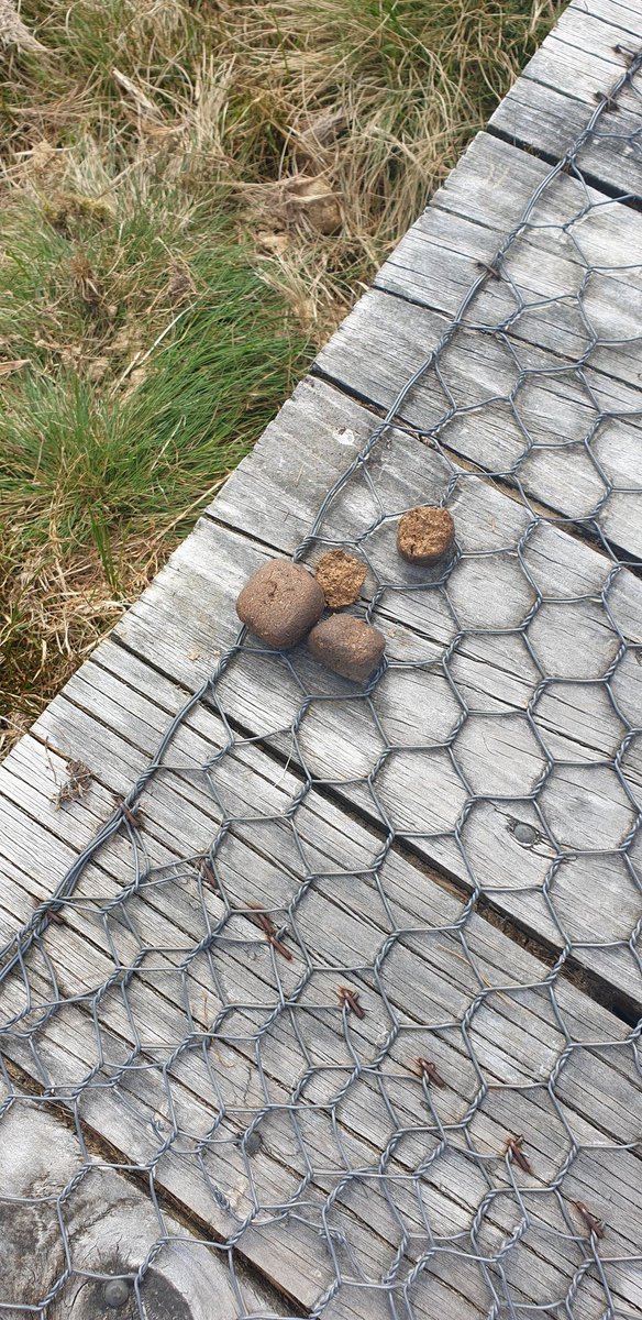 Hey <a href="/eddiepence/">eddiepence</a> I found evidence for you that cubes do exist in nature. This was a very special gift left just for you by one of Tasmania's locals!